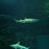 Shark Reef