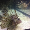 Shark Reef