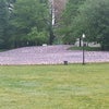 Boston Common