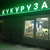 Фото Кукуруза