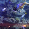 Shark Reef