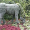 Atlanta Botanical Gardens