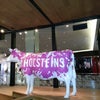Holsteins