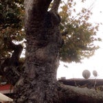 Çınaraltı