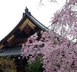 上野恩賜公園 (Ueno Park) - Tokio