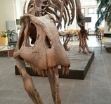 Museo Paleontologico Egidio Feruglio - Trelew