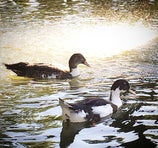 Parque de Castelar - Badajoz
