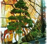 Cosmovitral (Jardín Botánico) - Toluca