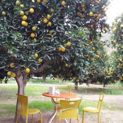 Koray Portakallı Bahçe