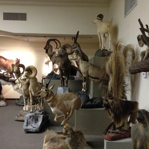 Photo of Las Vegas Natural History Museum