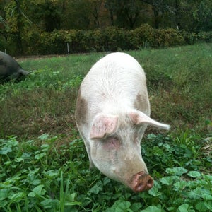 image for Powisset Cooks!