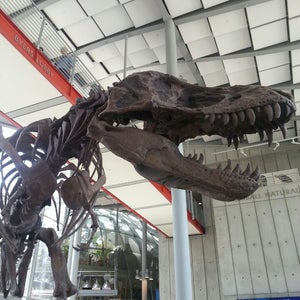 Photo of California Academy of Sciences