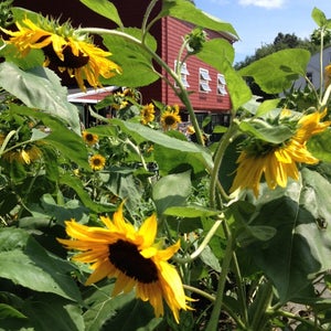 image for Newton Community Farm Education Program Registration Open