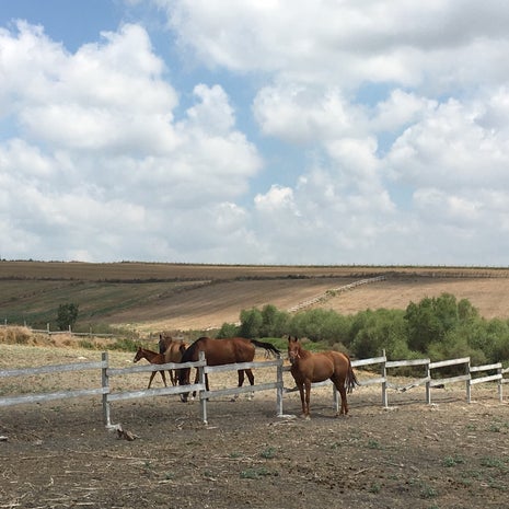 Tarkan Stud Kahvaltı & Binicilik