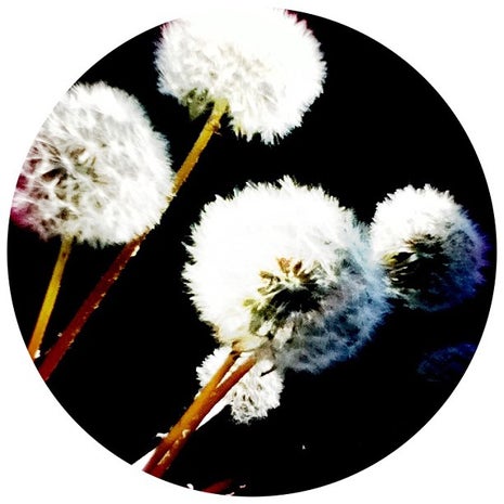 Dandelions