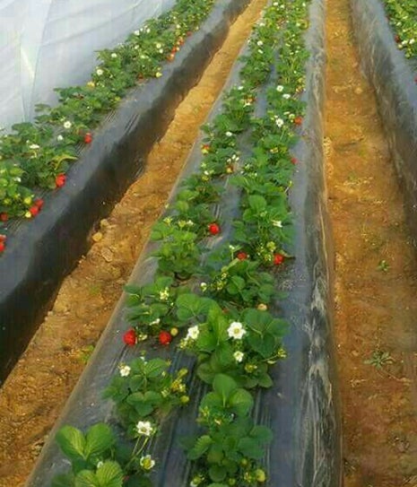 köşk çilek bahçesi