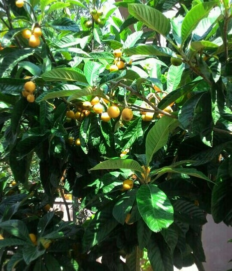 Şelale Aperatif ve Unlu Mamülleri