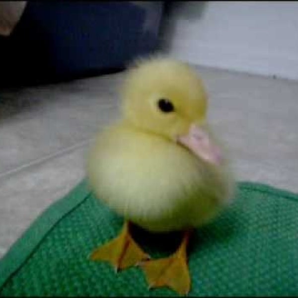 duck duc k go