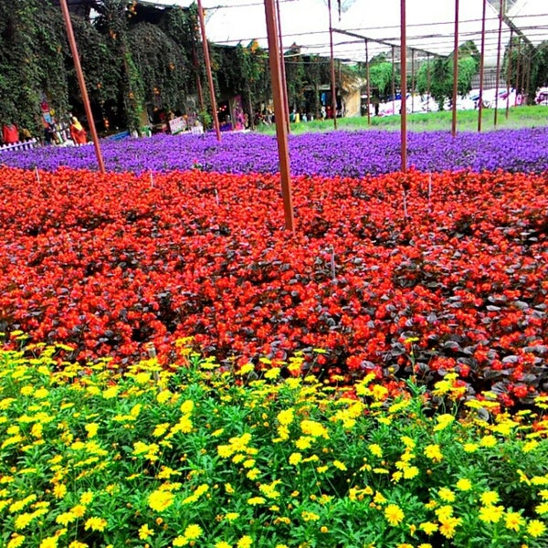 Where's Good? Holiday and vacation recommendations for Cameron Highlands, Malaysia. What's good to see, when's good to go and how's best to get there.
