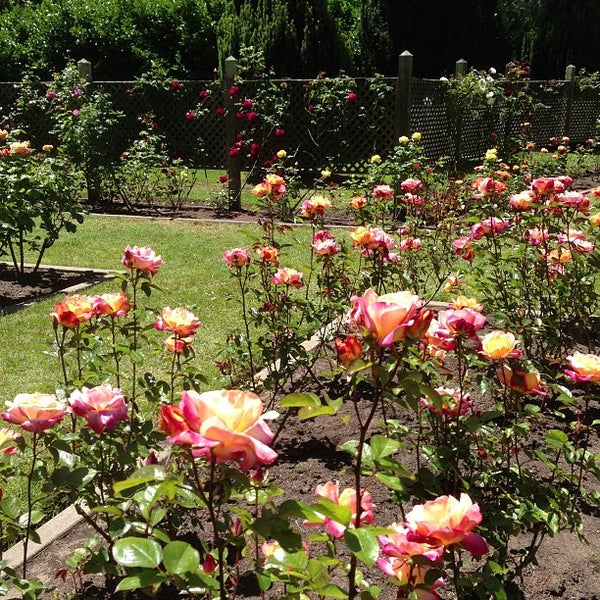 Gardens In Golden Gate Park Roses Redwoods Shakespeare And Gardens In Golden Gate Park Roses Redwoods Shakespeare And