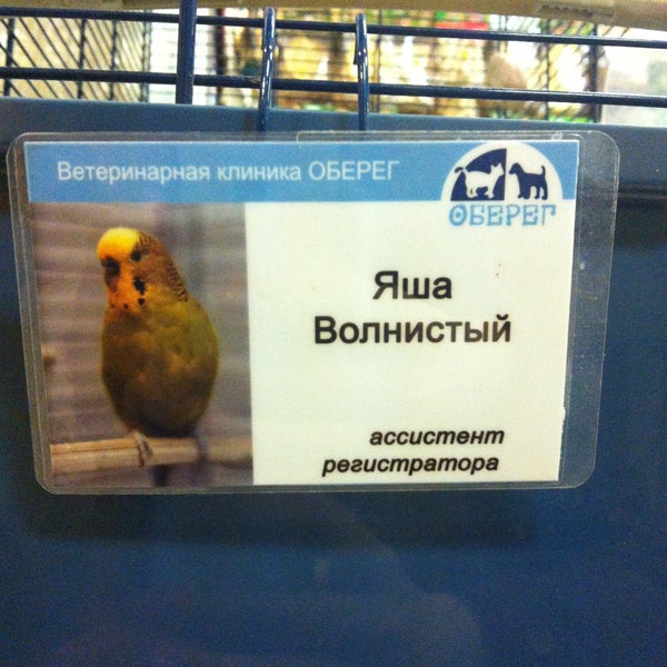 Ветклиника оберег в гольяново отзывы Ветклиника оберег в гольяново отзывы