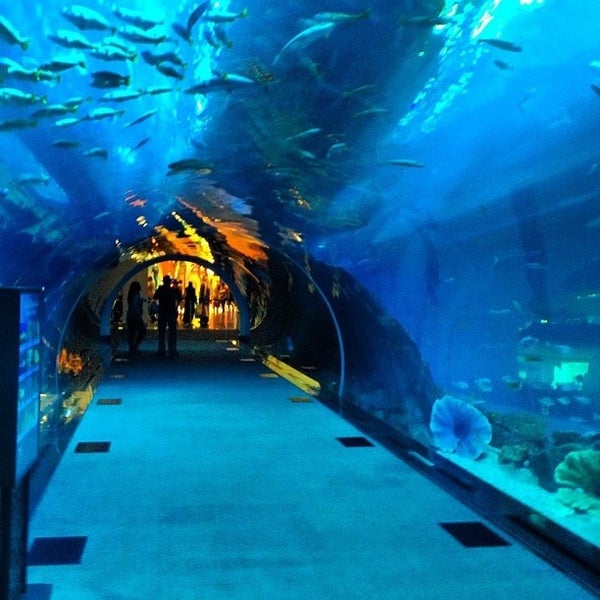 Dubai Aquarium حوض دبي للأسماك - أكواريم - وسط مدينة دبي - دبي