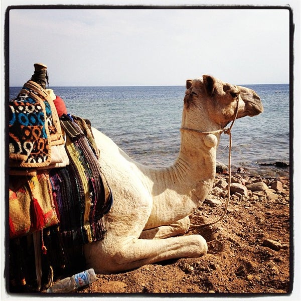 Where's Good? Holiday and vacation recommendations for Dahab, Egypt. What's good to see, when's good to go and how's best to get there.