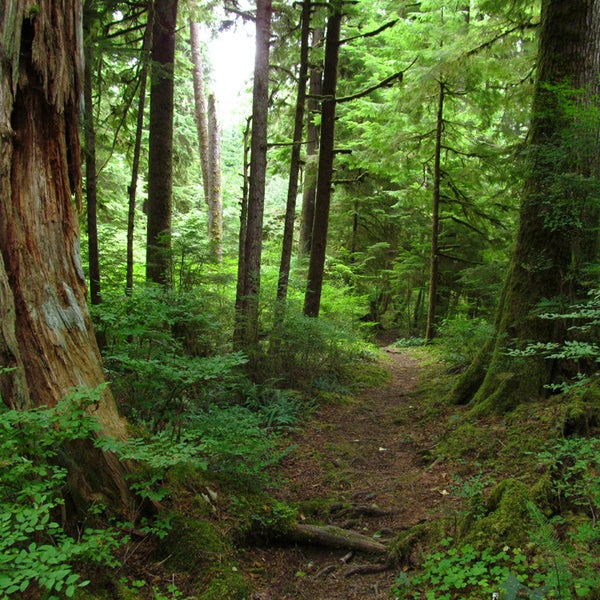 Bogachiel State Park - Campground