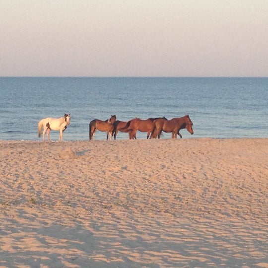 assateague island national seashore reviews assateague island national seashore reviews