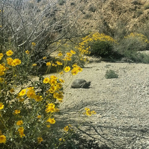 Where's Good? Holiday and vacation recommendations for Palm Springs, United States. What's good to see, when's good to go and how's best to get there.