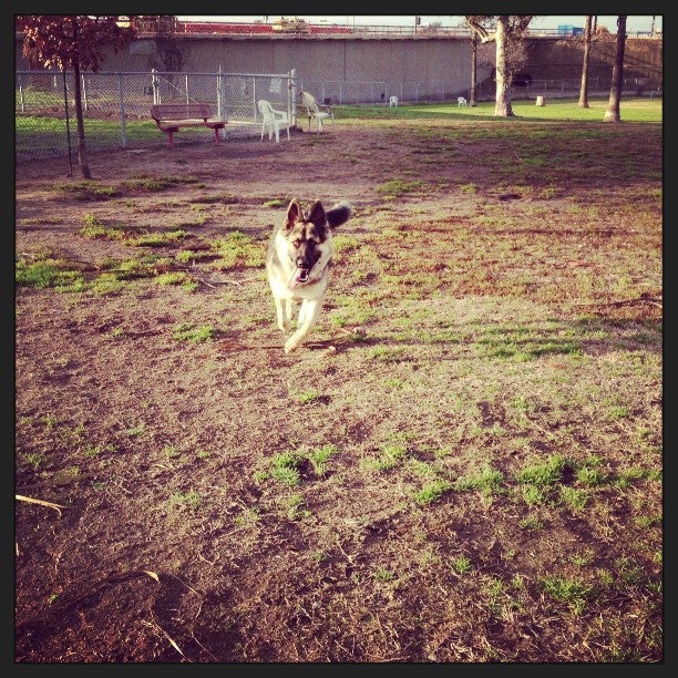 My dog running. My dog running