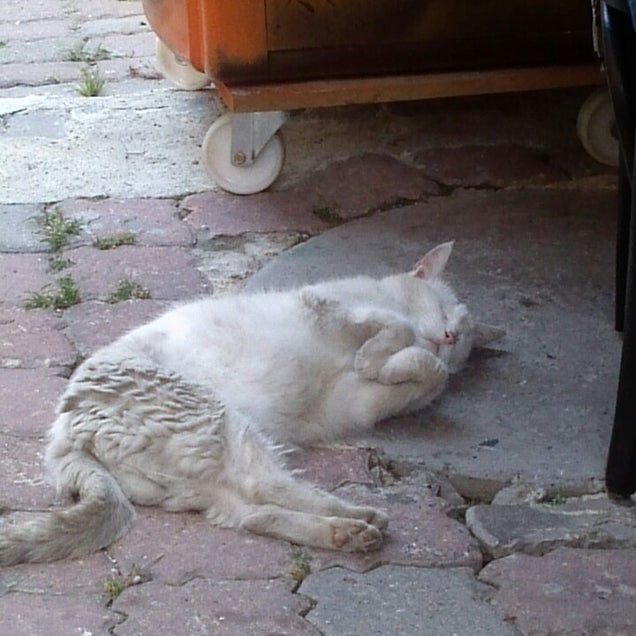 kahvaltı fotoğrafı