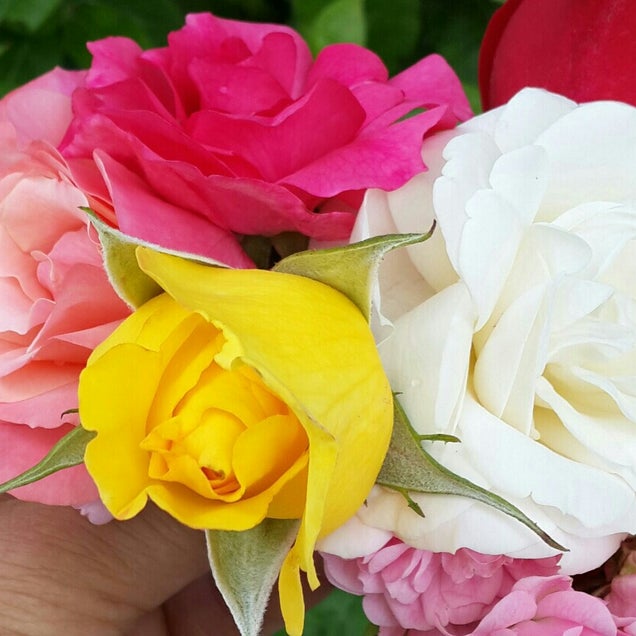 kahvaltı fotografı