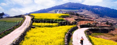 청산도 / Cheongsando / 靑山島 is one of 한국관광 100선.