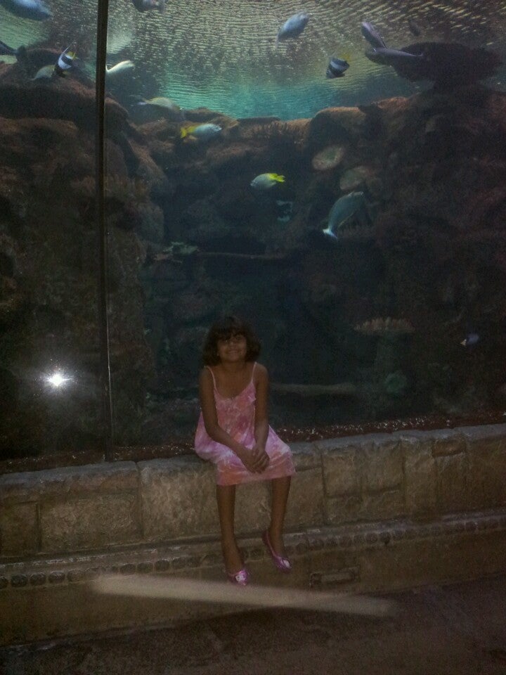Shark Reef