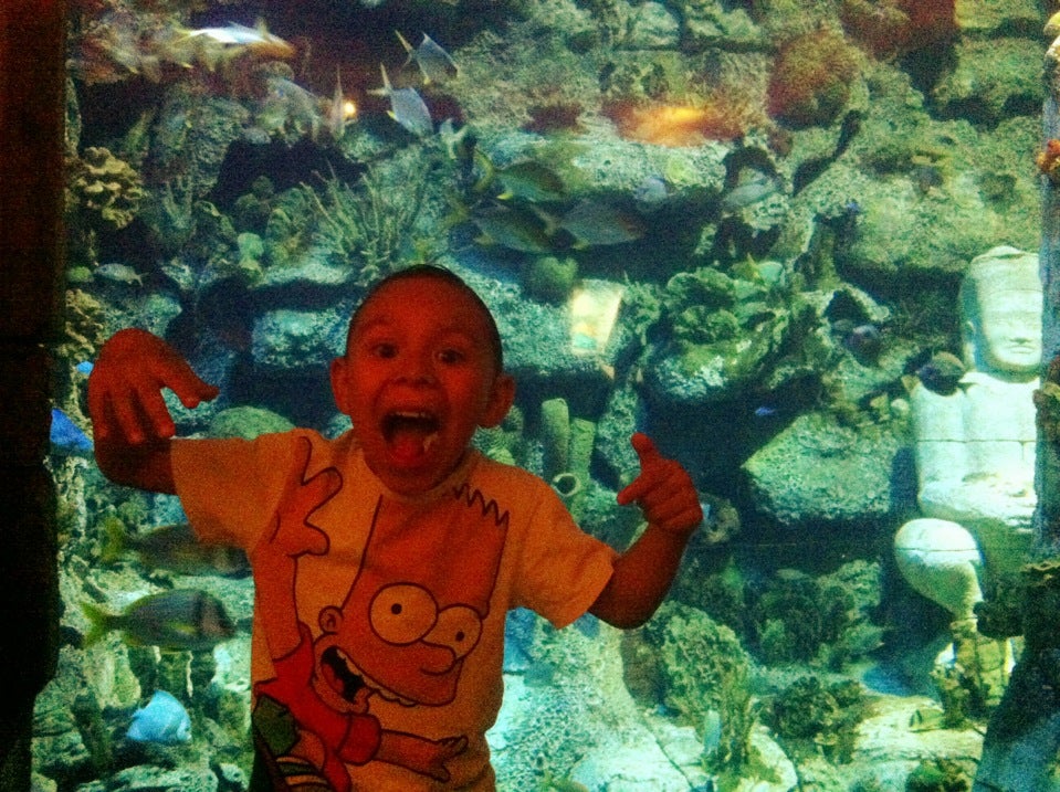 Shark Reef