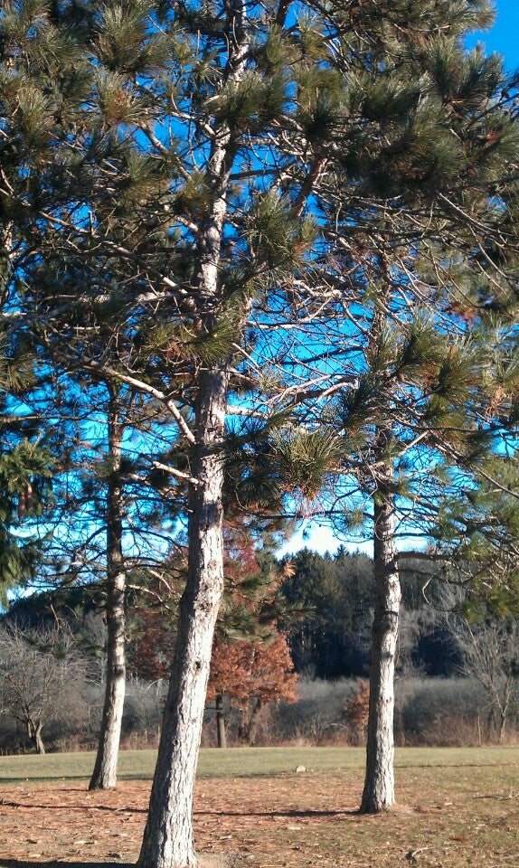 Ralph C. Richardson Park and Center