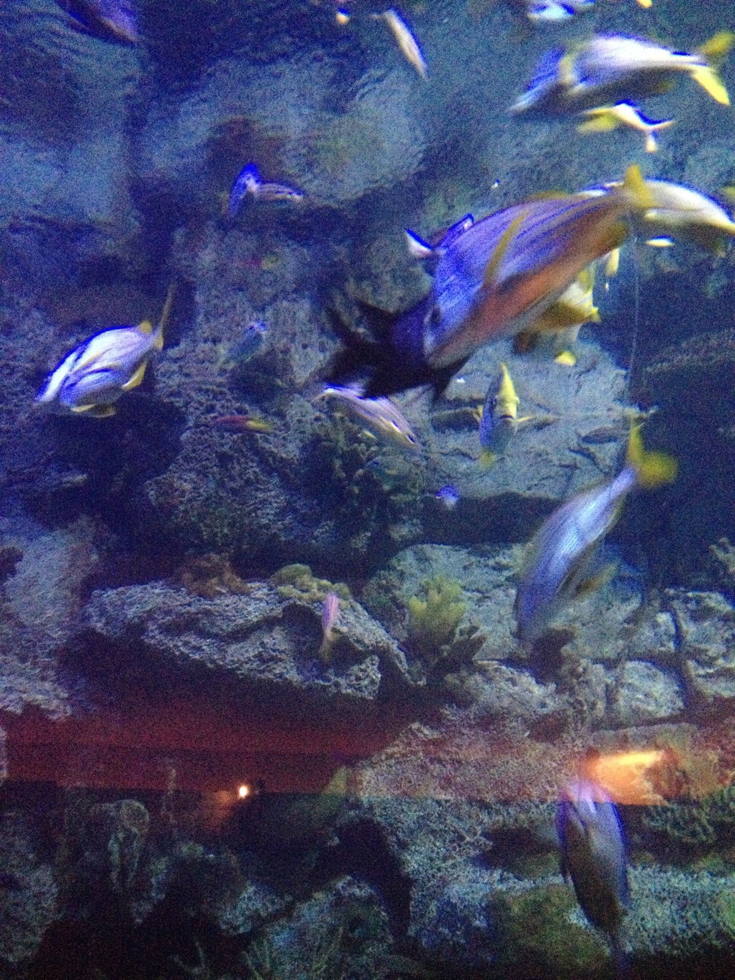 Shark Reef