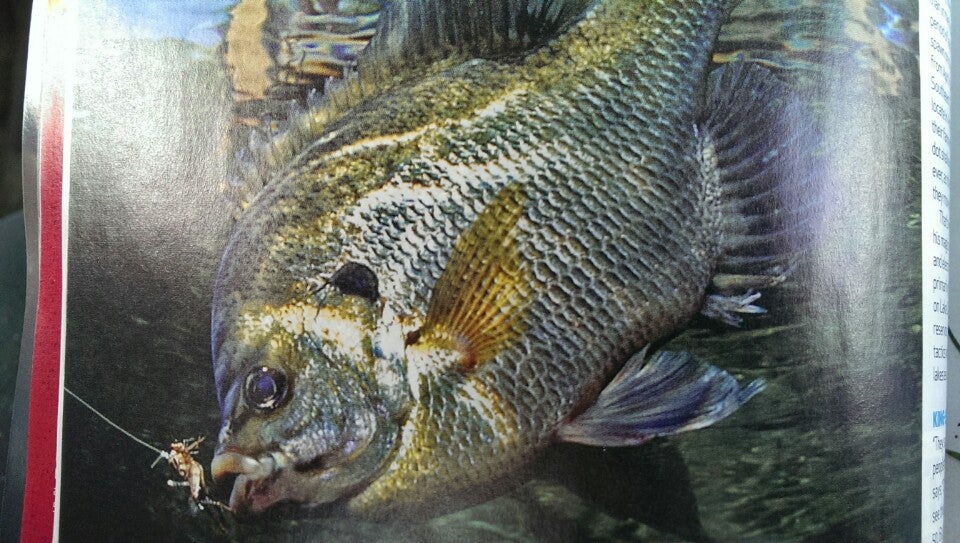 Bargain Bill's Food Court