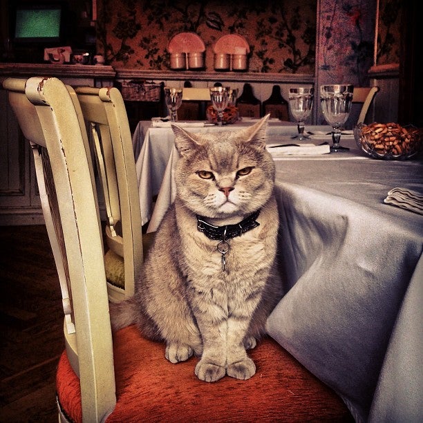 Включи коте ресторан. Мариванна ресторан кот. Кот Веня Мариванна. Кафе Мариванна Москва. Мариванна ресторан Москва кот.