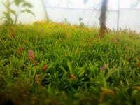 Mapro Garden