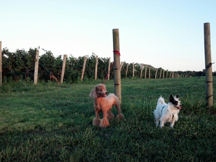 Photo of Kreutz Creek Winery