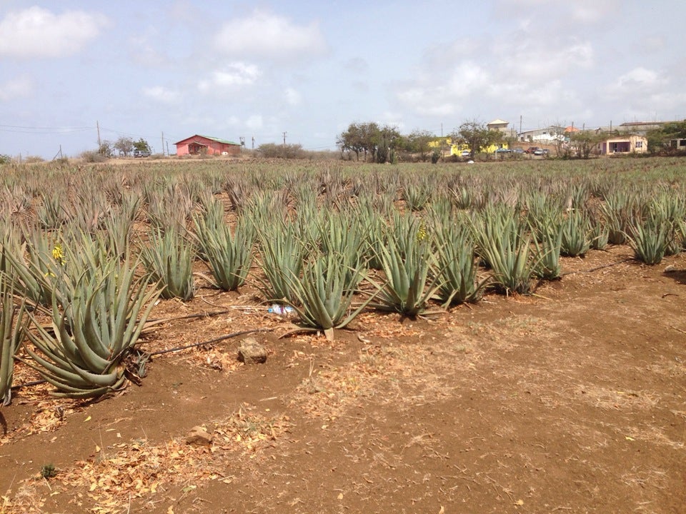 Photo of Aloe Vera Plantation