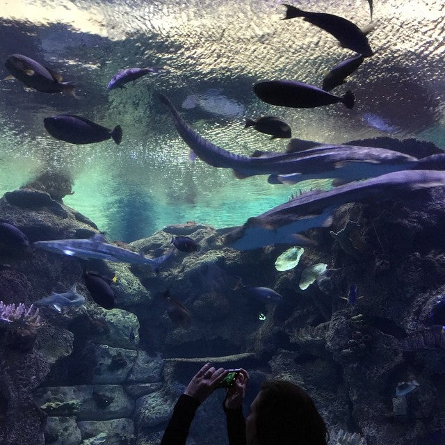 Photo of Shark Reef