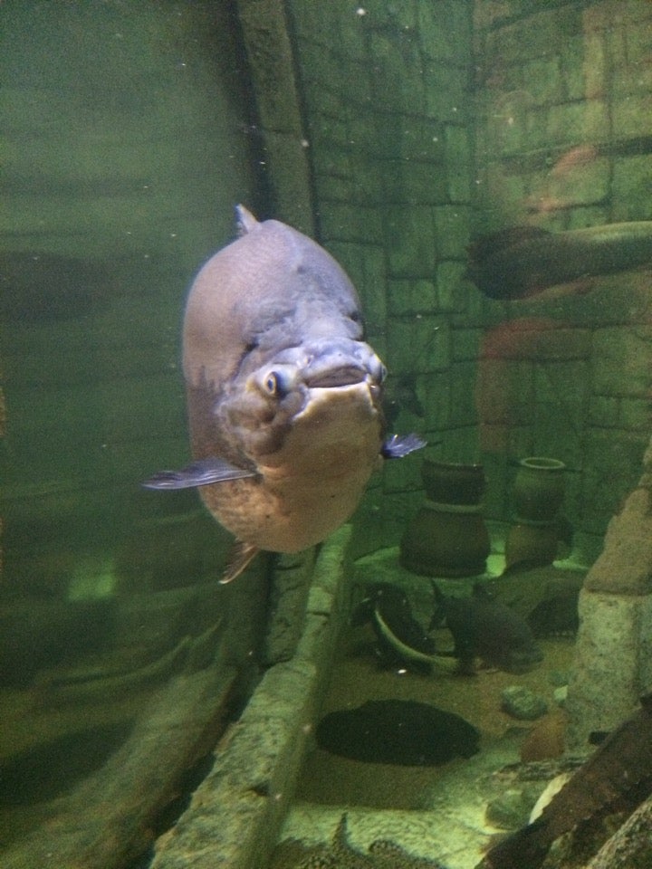 Photo of Shark Reef