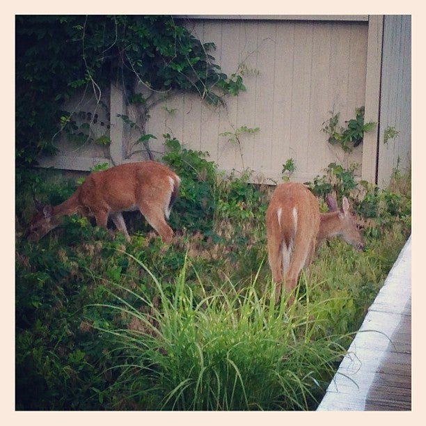 Photo of Fire Island Pines