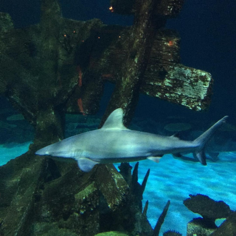 Photo of Shark Reef