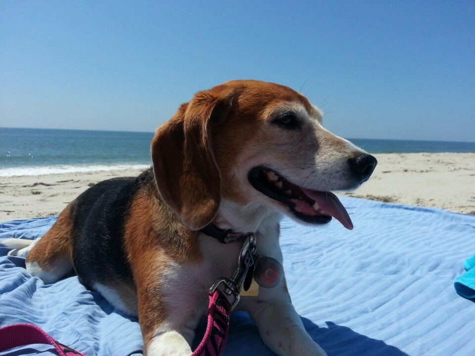 Photo of Cherry Grove Beach