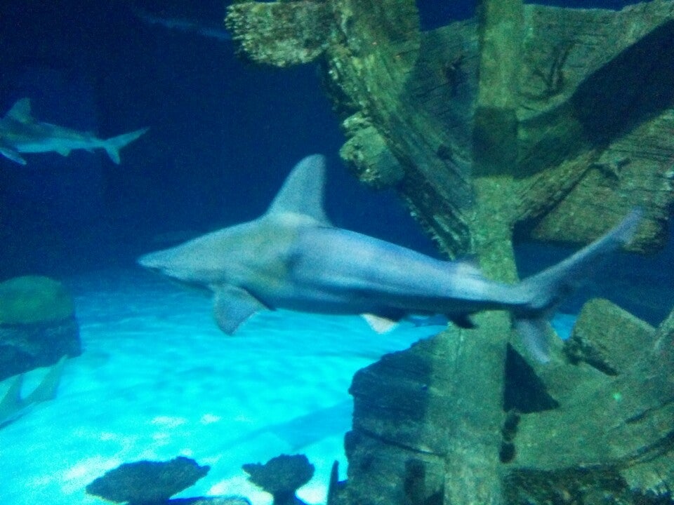 Photo of Shark Reef