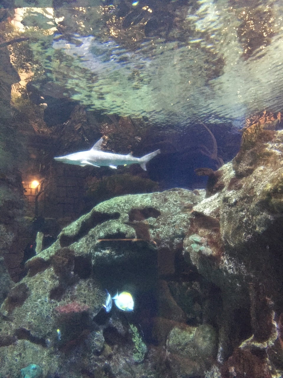 Photo of Shark Reef